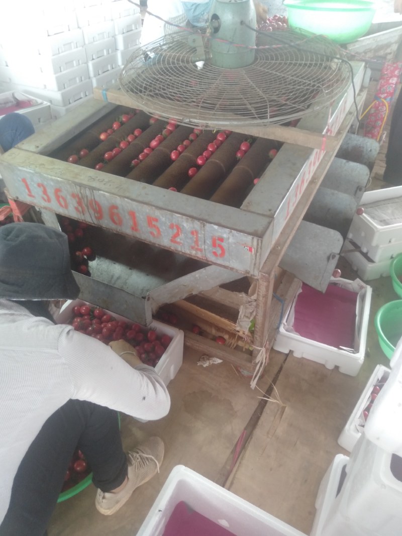 露地圣女果大量上市，质优价廉品种齐全，（黄粉红）货源充足