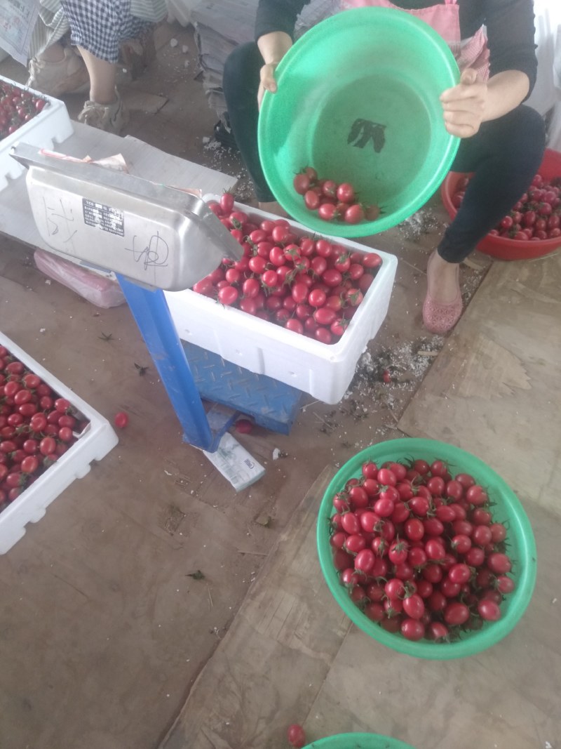 露地圣女果大量上市，质优价廉品种齐全，（黄粉红）货源充足