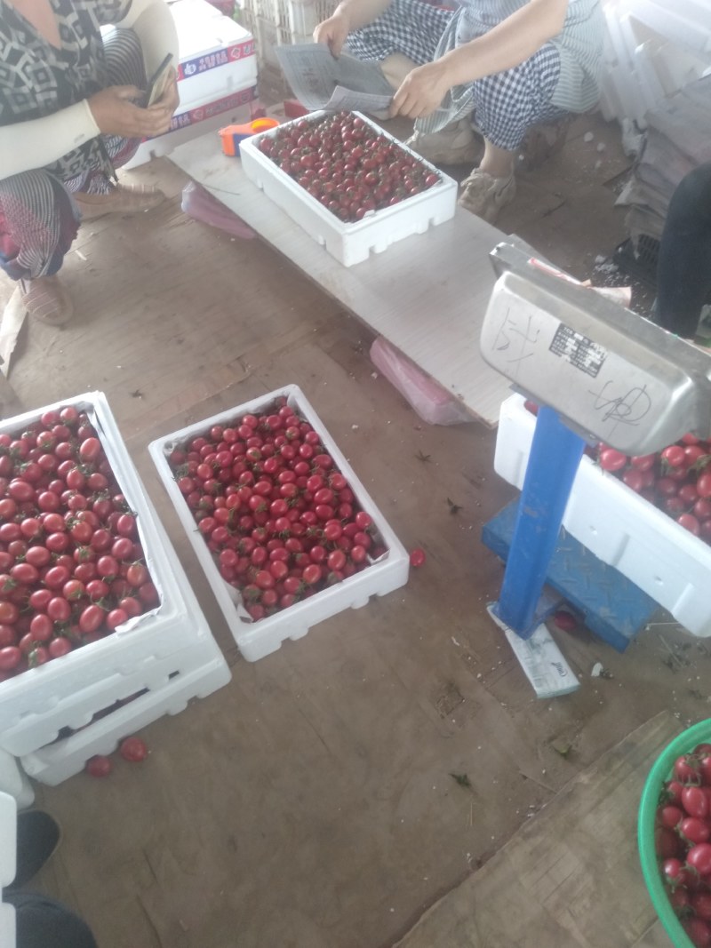 露地圣女果大量上市，质优价廉品种齐全，（黄粉红）货源充足