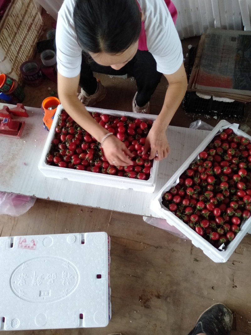 露地圣女果大量上市，质优价廉品种齐全，（黄粉红）货源充足