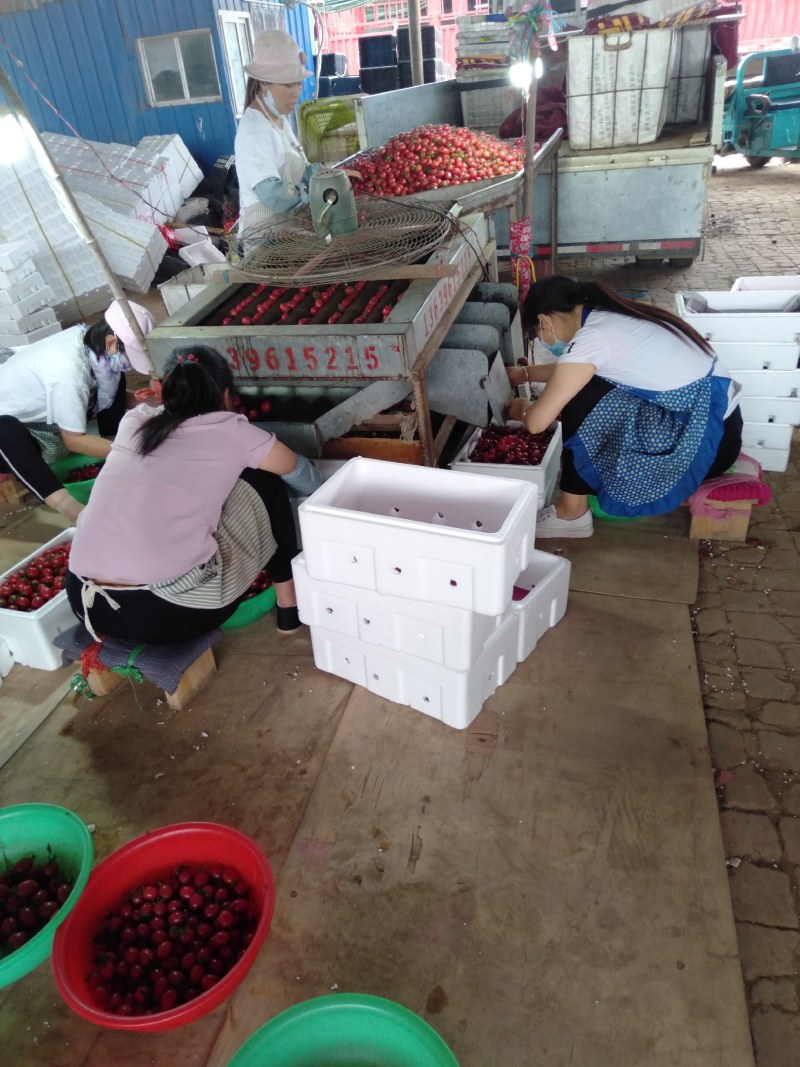 露地圣女果大量上市，质优价廉品种齐全，（黄粉红）货源充足