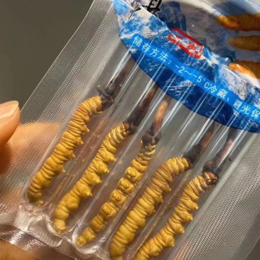 冬虫夏草西藏新鲜冬虫夏草顺丰空运包邮招代理