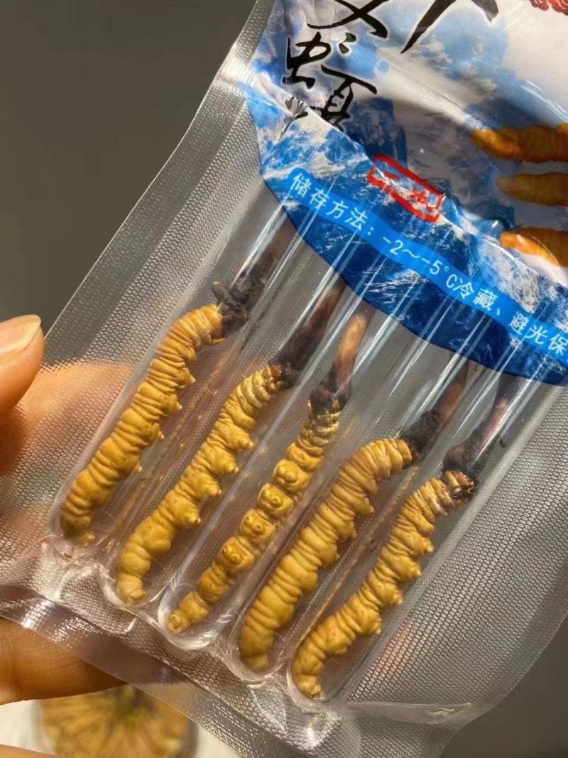 冬虫夏草西藏新鲜冬虫夏草顺丰空运包邮招代理