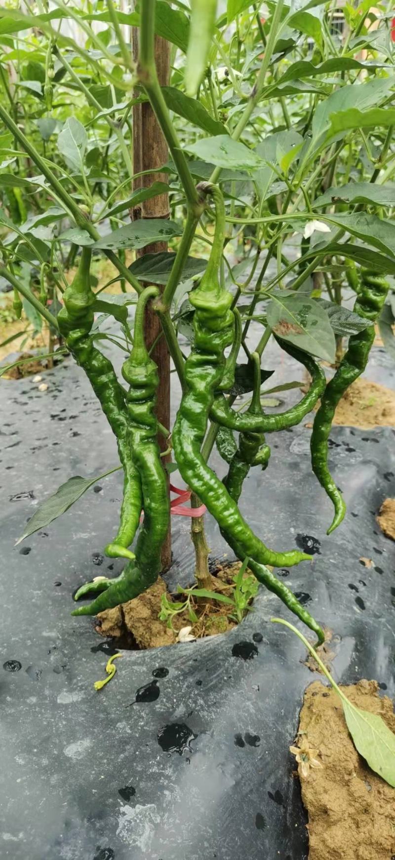 湖南湘西武陵山辣椒产区鲜辣椒，红牛螺丝椒