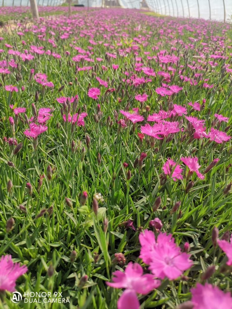 欧石竹，常夏石竹，花海用苗，大量供应欧石竹