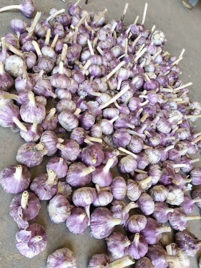 【推荐】精品太空大蒜种子大青稞蒜种两吨王【产地直供】