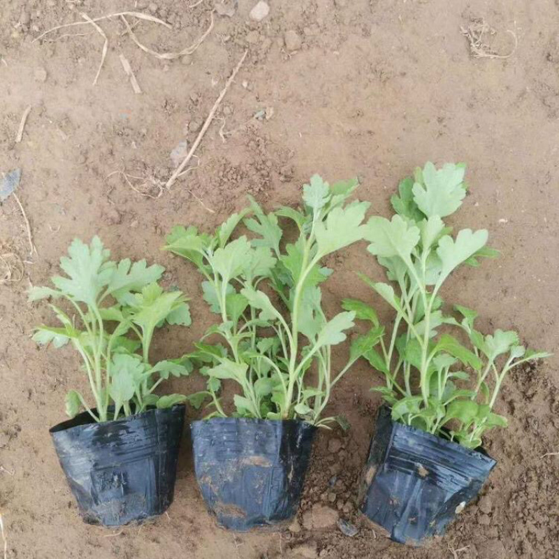 地被菊基地，地被菊苗批发，地被菊价格，量大质优