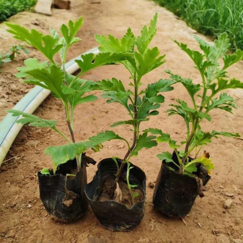 地被菊基地，地被菊苗批发，地被菊价格，量大质优