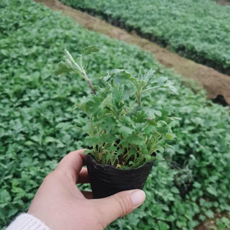地被菊基地，地被菊苗批发，地被菊价格，量大质优