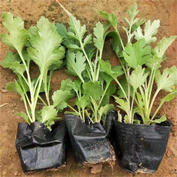 地被菊基地，地被菊苗批发，地被菊价格，量大质优