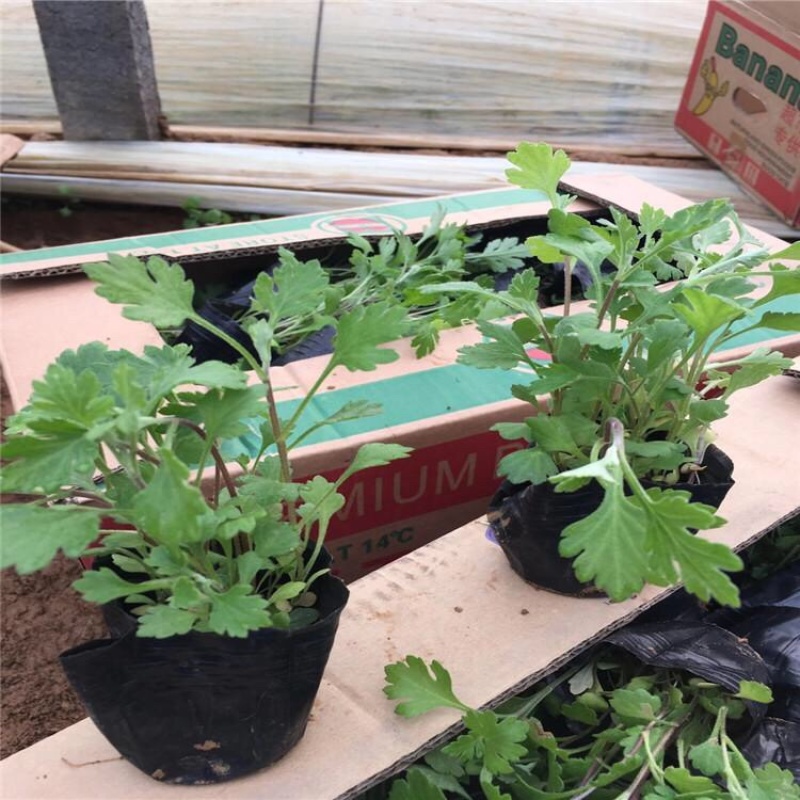 地被菊基地，地被菊苗批发，地被菊价格，量大质优