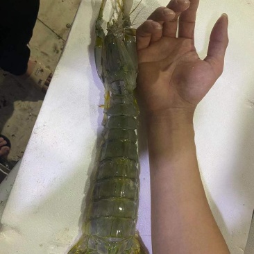 虾