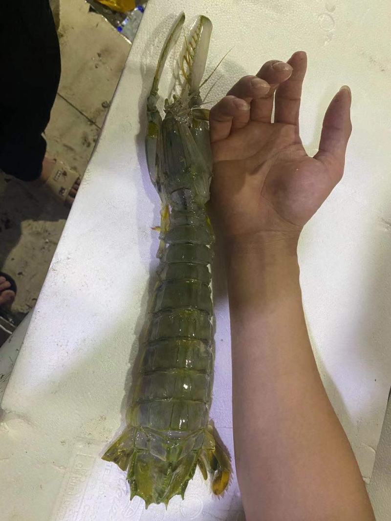虾