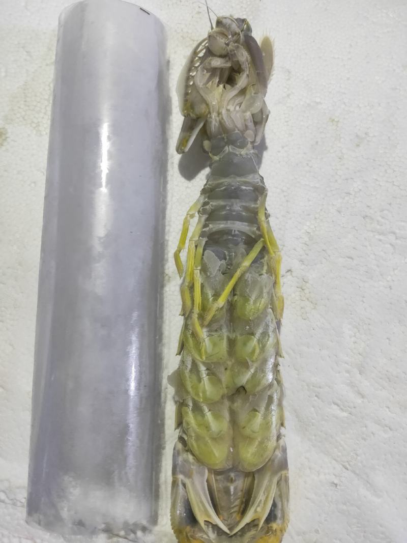 虾