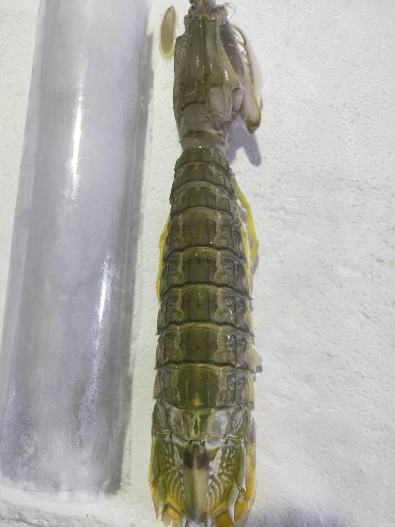 虾