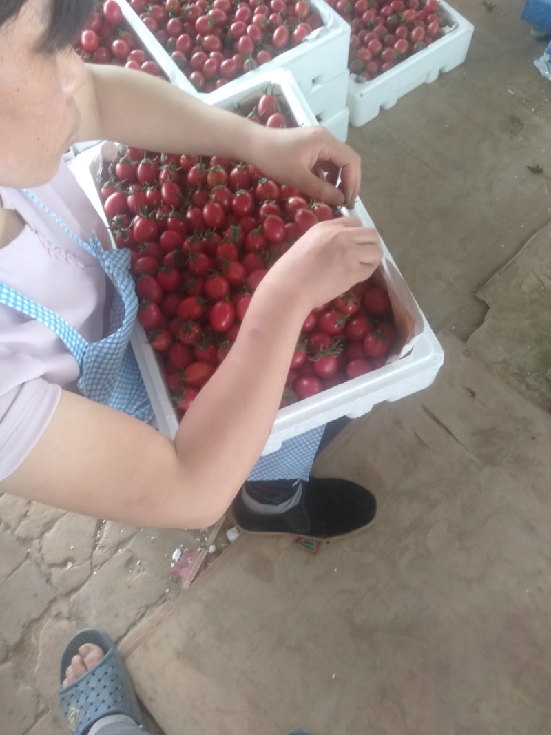 圣女果，千禧已大量上市，质优价廉欢迎各位老板前来考察选购