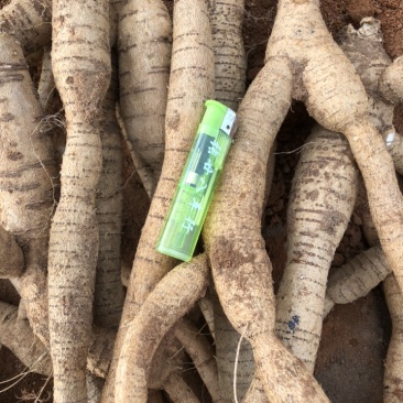 常年供牛大力新鲜货各种各样规格一手货源现挖现出产地直销