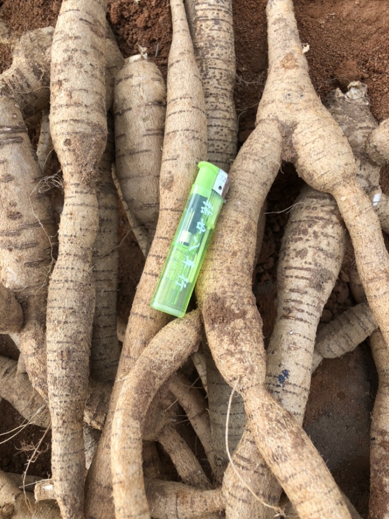 常年供牛大力新鲜货各种各样规格一手货源现挖现出产地直销