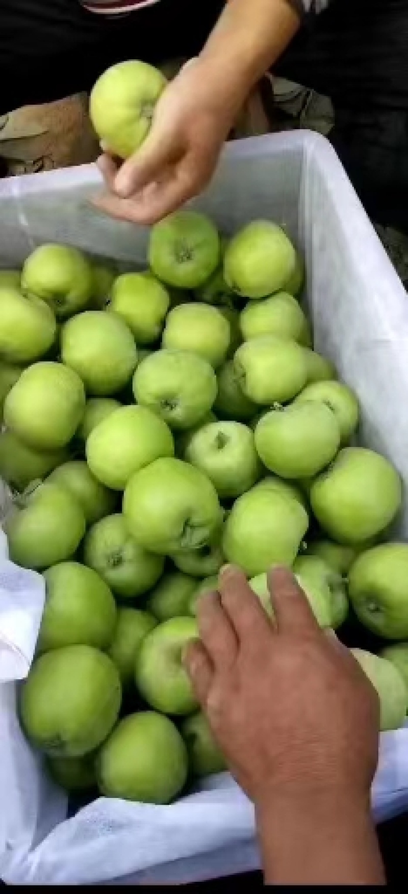 辽付苹果一手货源今天价格行情脆甜好吃价格不贵