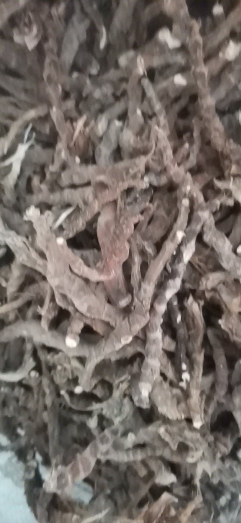 石菖蒲，干度好无毛需要联系