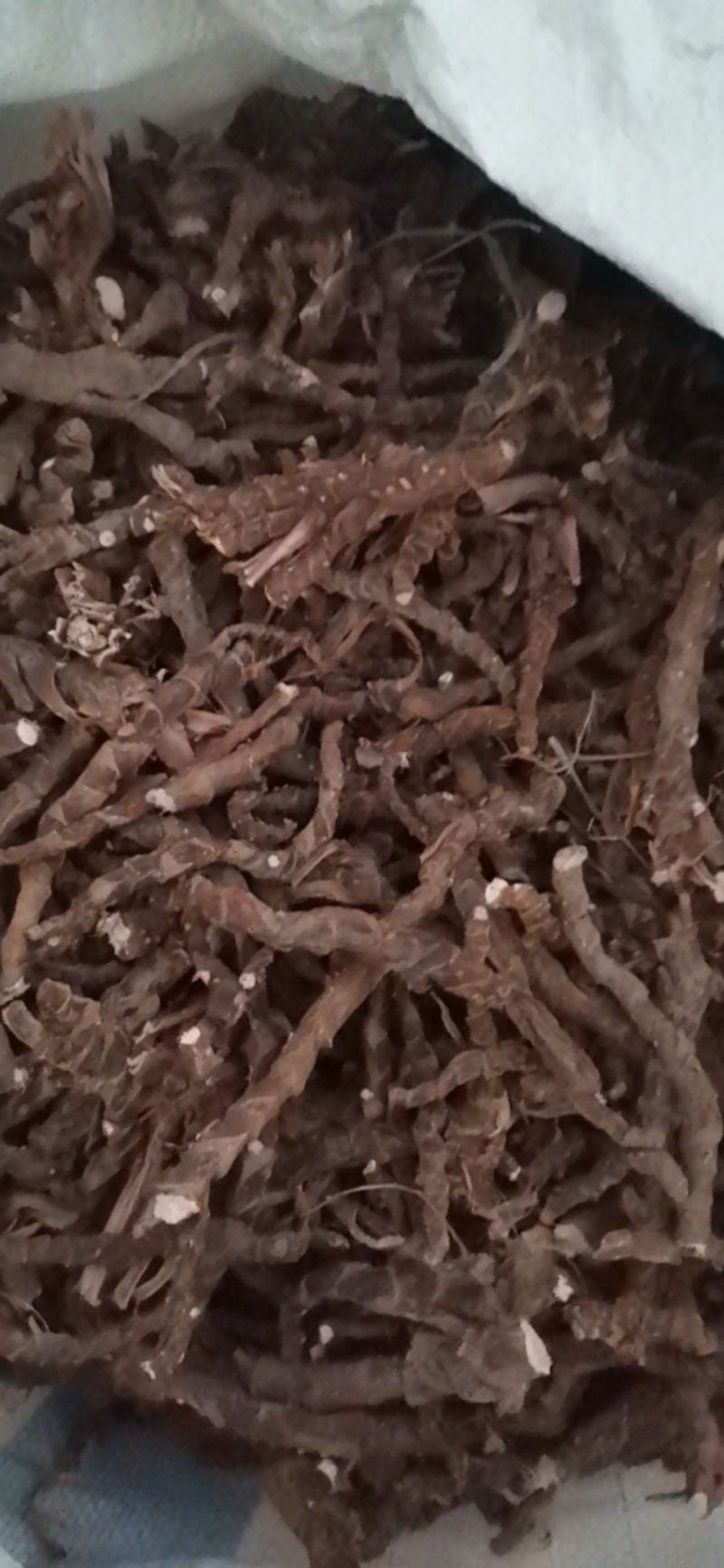 石菖蒲，干度好无毛需要联系