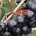 批发各种树莓，灯笼果苗，波尔卡红树莓苗，钙果苗，蓝靛果苗