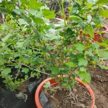 长年供应3年生菅养杯苗批发价20元一盆，保证成活率。
