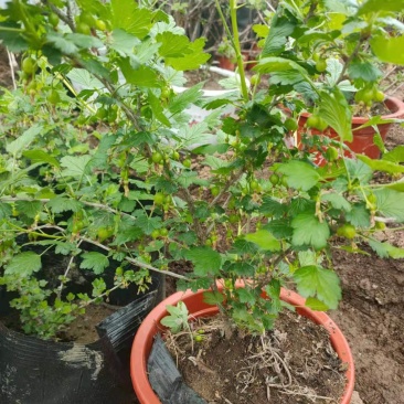 长年供应3年生菅养杯苗批发价20元一盆，保证成活率。