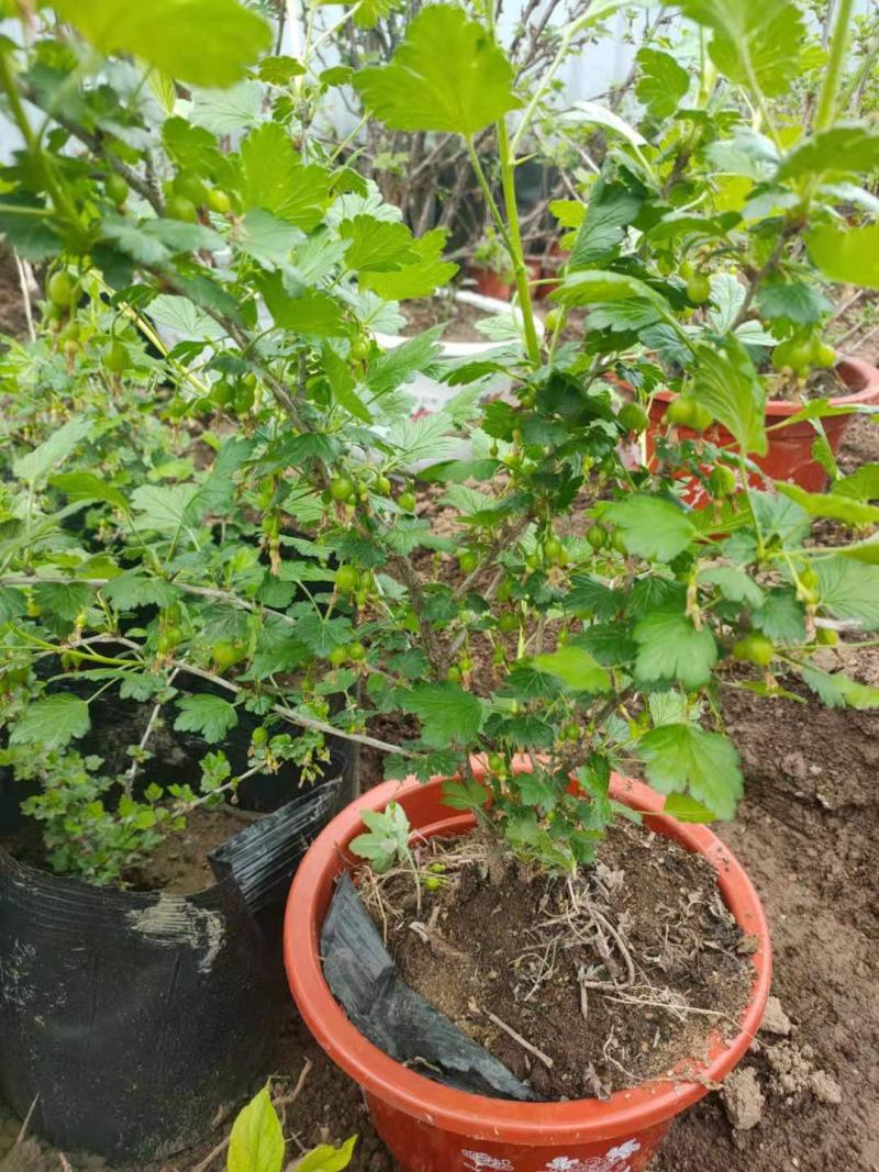 长年供应3年生菅养杯苗批发价20元一盆，保证成活率。