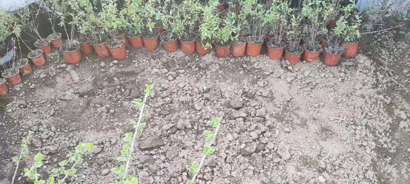 长年供应3年生菅养杯苗批发价20元一盆，保证成活率。