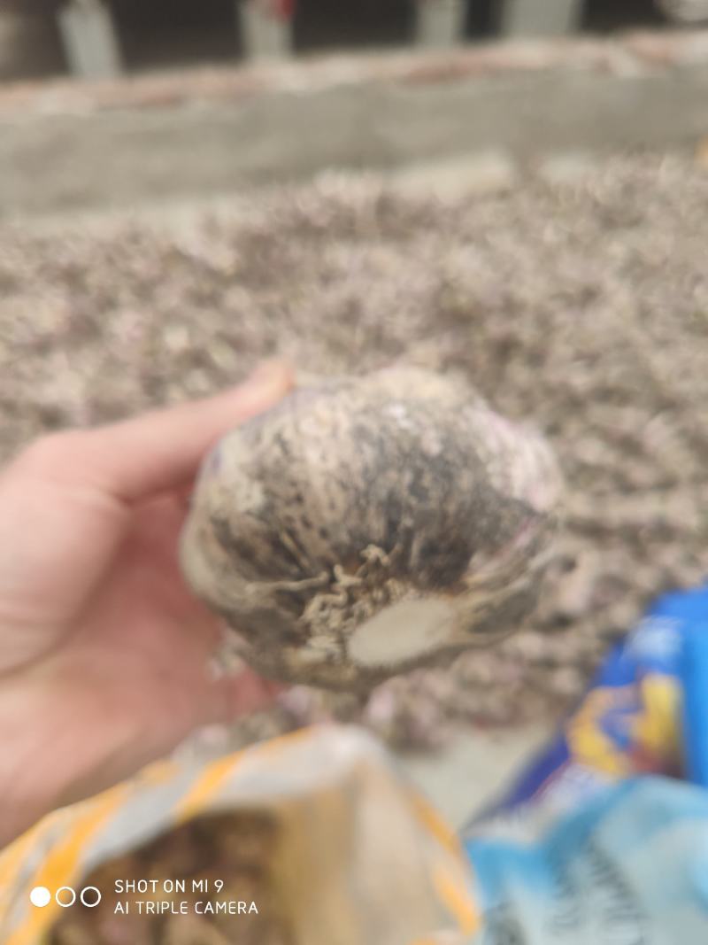 量大精品干蒜原皮