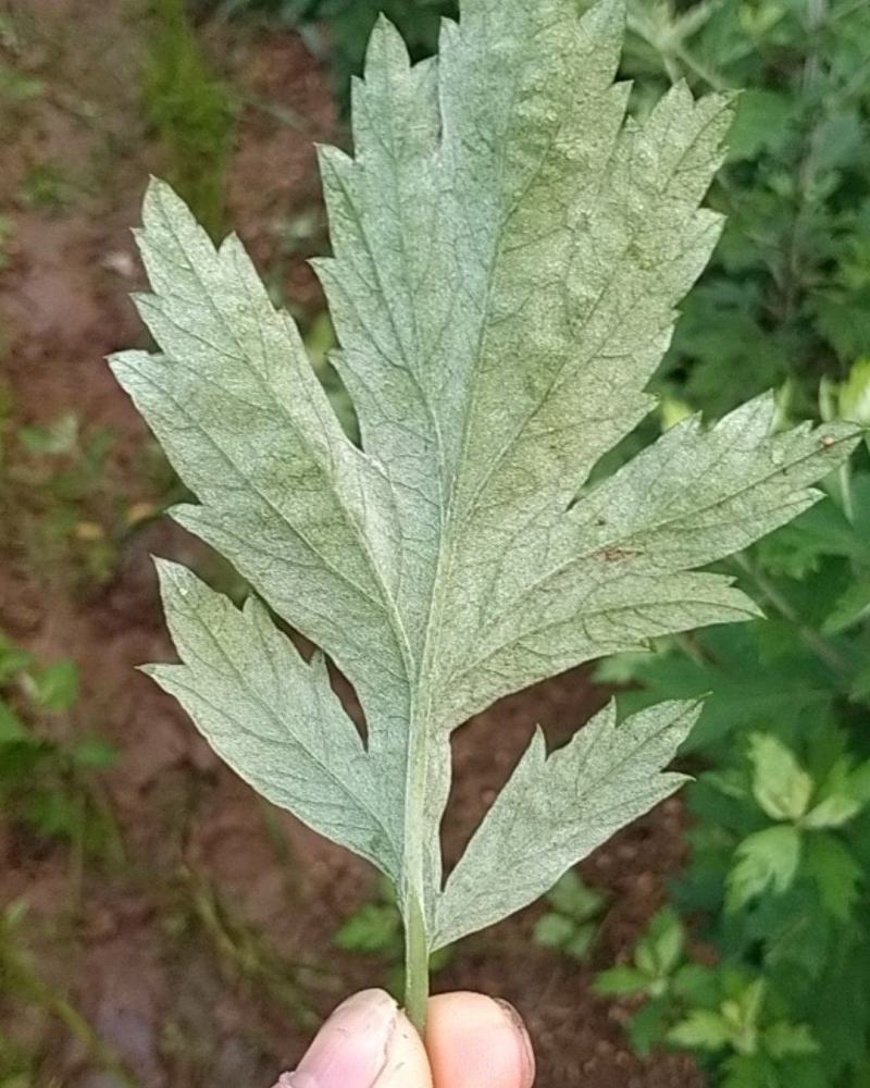 大别山蕲艾种植@923啊皓天使的翅膀：@923啊皓天使的