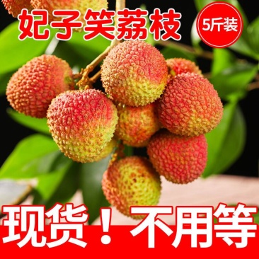 妃子笑荔枝，果园现摘应季当季荔枝水果整箱