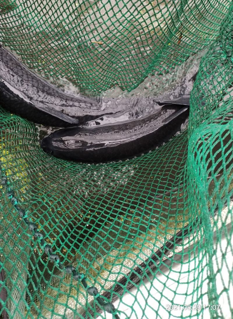 生态养殖网箱青鱼不油不腻