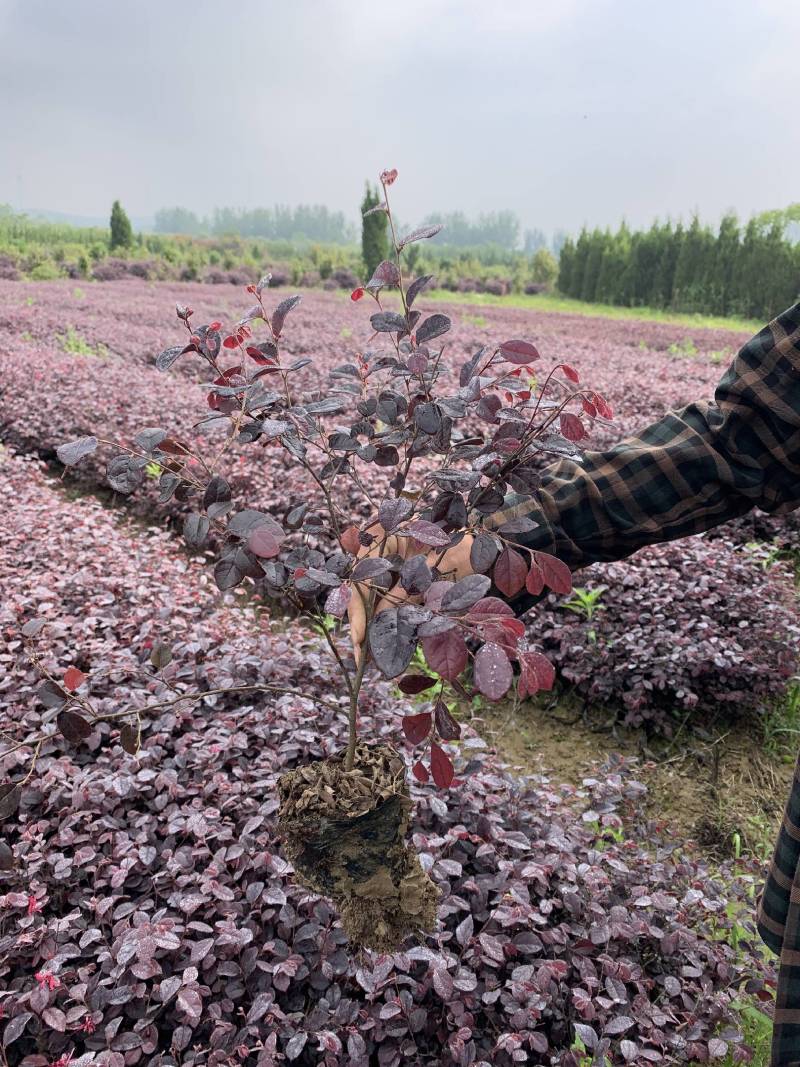 红花继木大杯苗红花继木工程苗红花继木大杯价格