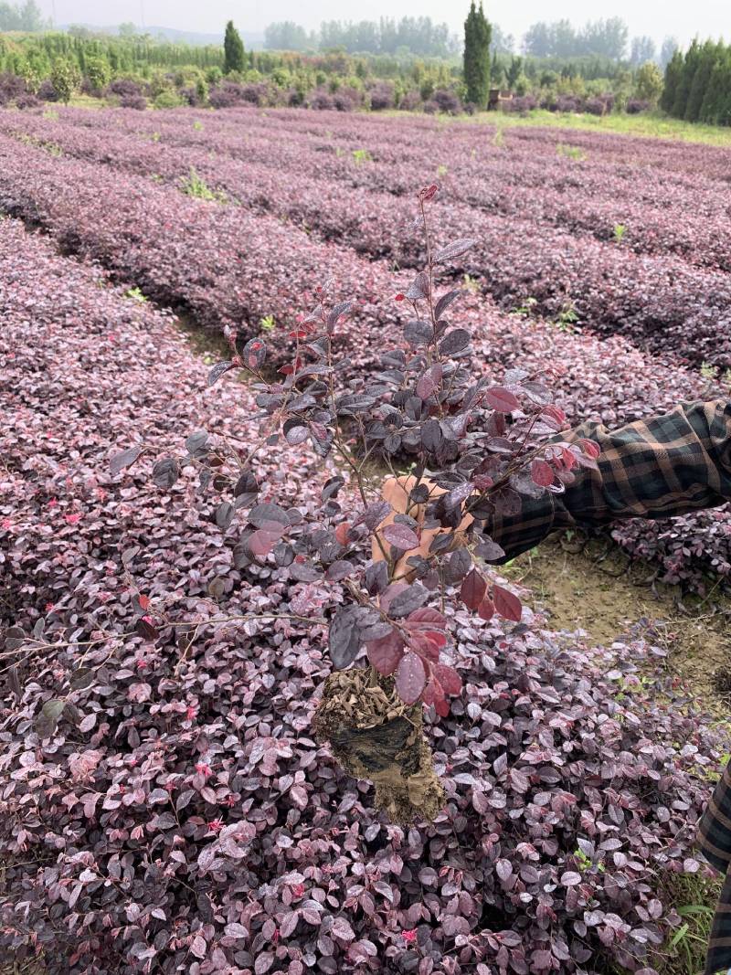 红花继木大杯苗红花继木工程苗红花继木大杯价格