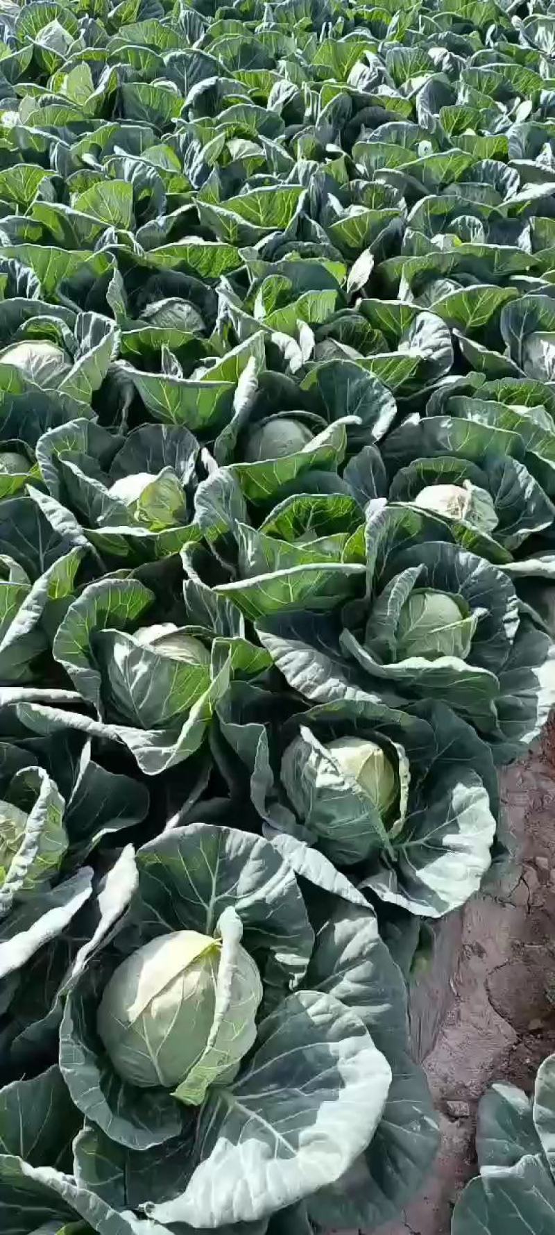 精品甘蓝甘肃圆包菜大量上市中，质量保证，诚信经营