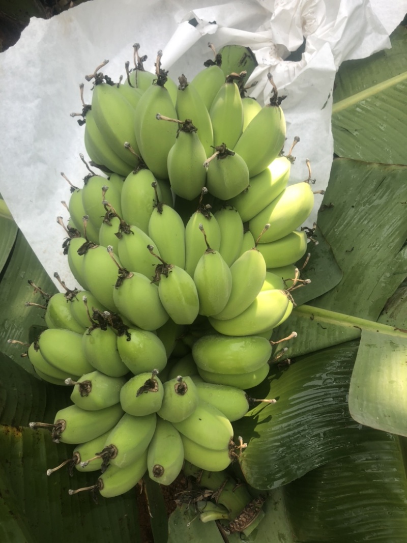 苹果蕉