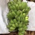 苹果蕉