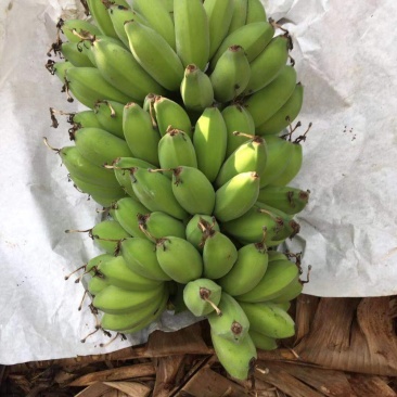 苹果蕉