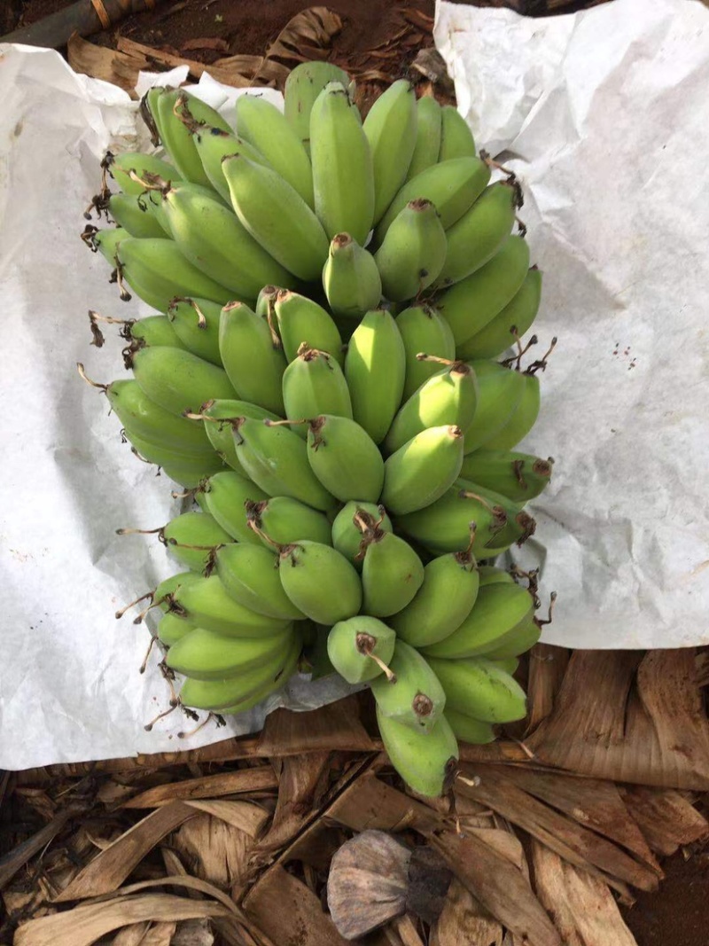 苹果蕉