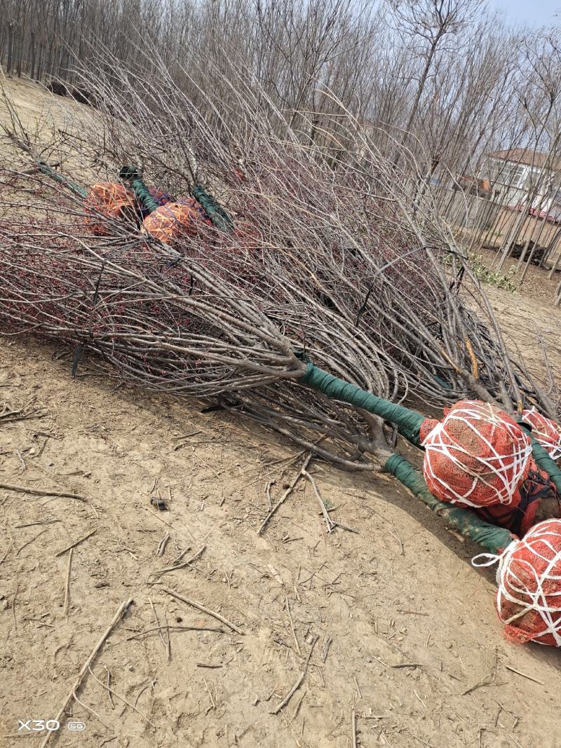 美人梅～河南鄢陵货源6～12公分有货，有需要的老板联系