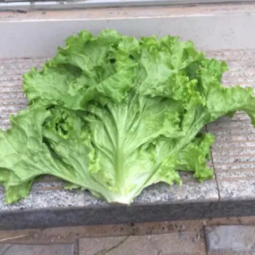 美国大速生生菜大量上市