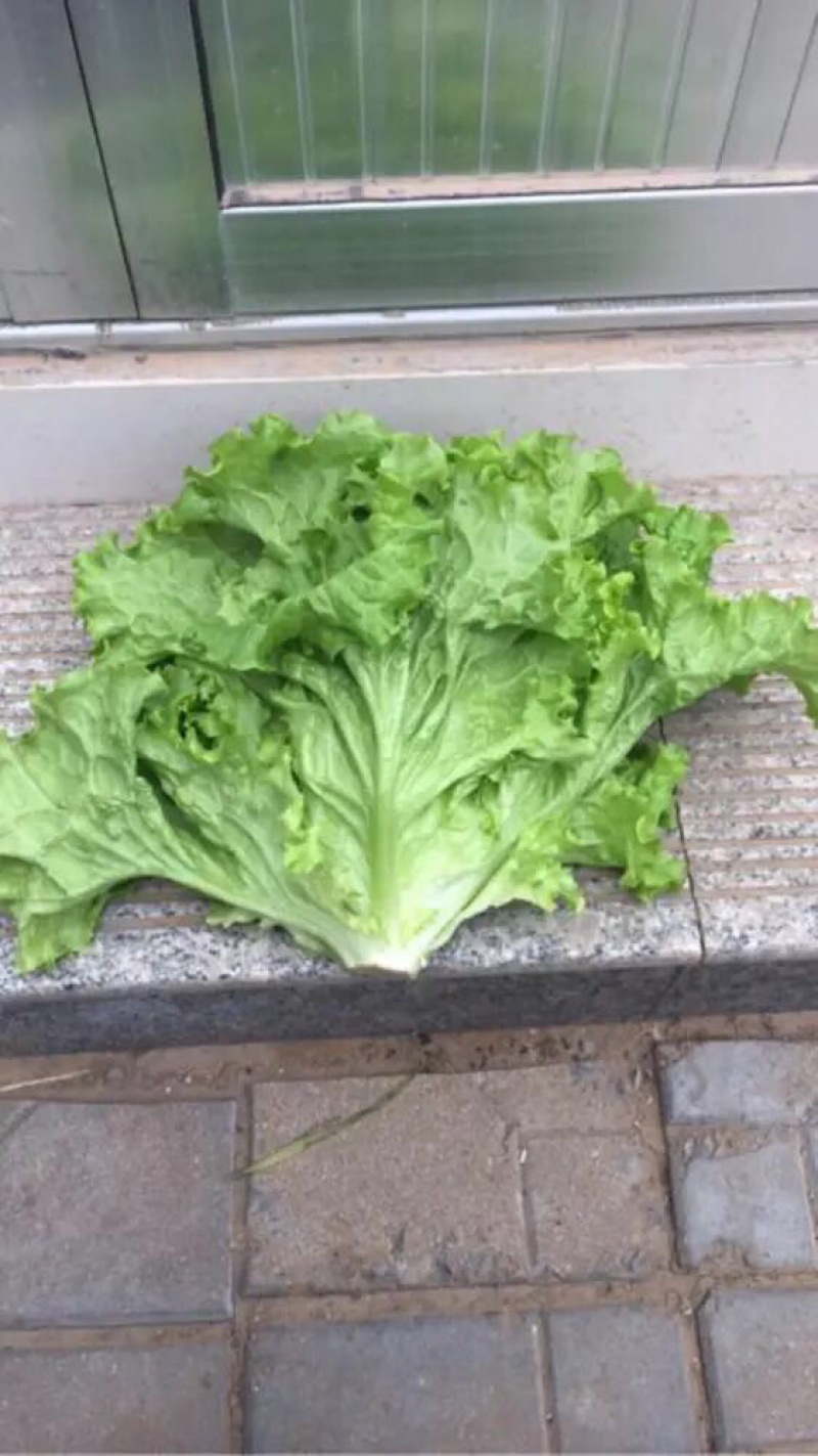 美国大速生生菜大量上市