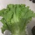 美国大速生生菜大量上市
