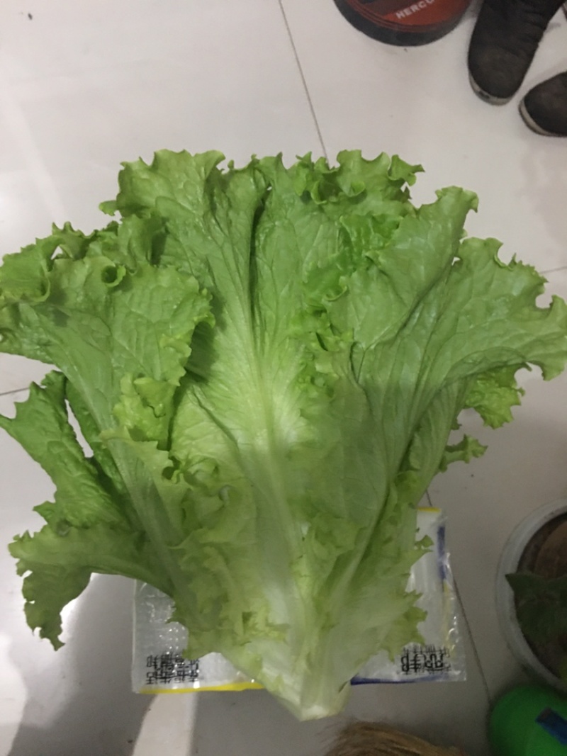 美国大速生生菜大量上市
