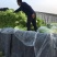 美国大速生生菜大量上市