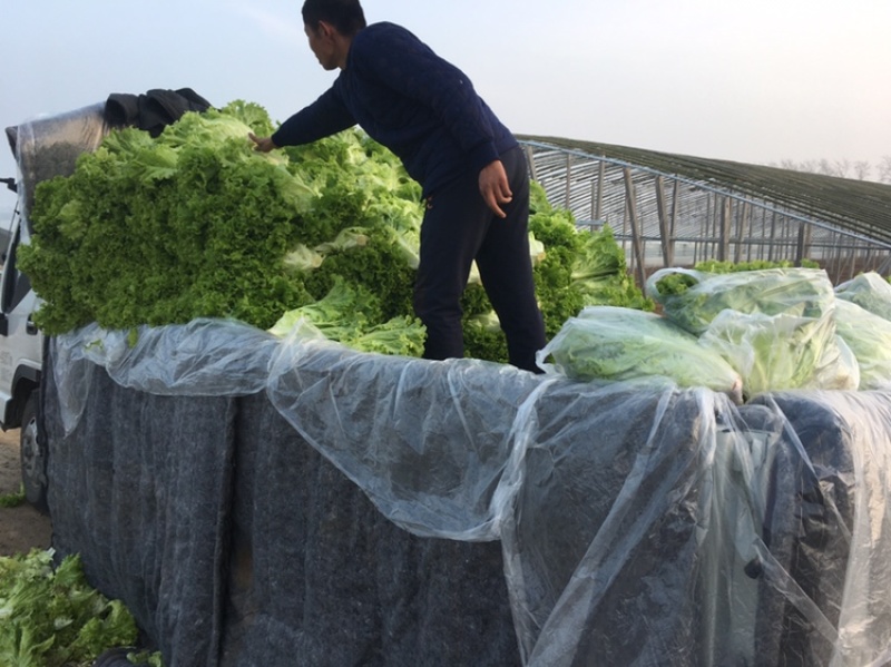 美国大速生生菜大量上市