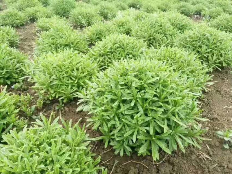 湖北武汉养心菜救心菜景天三七