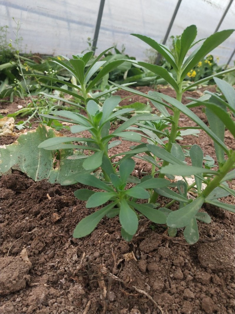 湖北武汉养心菜救心菜景天三七